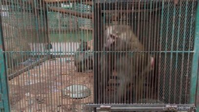 Captive Baboon