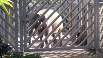 Captive Elephants