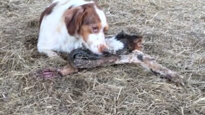 Cauchemar en Dordogne pour des chiens “de chasse”! #LaChasseUnProblèmeMortel