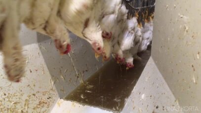 Chicken electrocution and decapitation