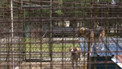 Chiens « de chasse » dans le Jura : une vie de misère #LaChasseUnProblèmeMortel