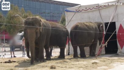 Cirques : l’éléphante Kamala reçoit une décharge électrique