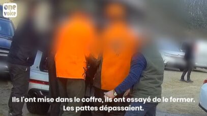 Comment faire rentrer une biche dans le coffre d’une voiture…