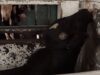 Cow bellows in slaughterhouse