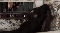 Cow bellows in slaughterhouse