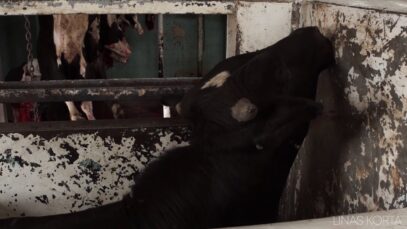 Cow bellows in slaughterhouse