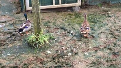 Des canards en captivité pour servir d’appâts