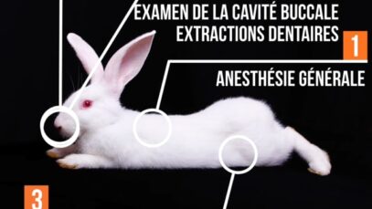 Des lapins vivants encore utilisés comme support de cours