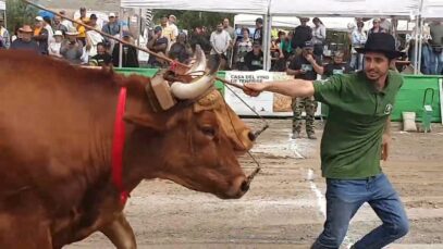 Documentamos el Arrastre Canario de Ganado en Tenerife