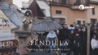 Documentamos el malestar de varios animales en un espectáculo de cetrería