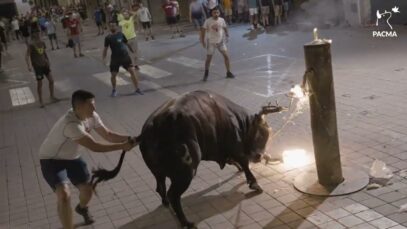 Documentamos el terror del animal en un festejo de toros embolados en Museros (Valencia)