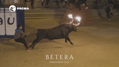 Documentamos la crueldad hacia los toros embolados en Bétera (Valencia)