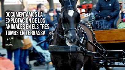 Documentamos la explotación de los animales en Els Tres Tombs en Terrassa