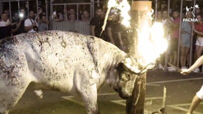 Documentamos un festejo de toros embolados en Alfafar (Valencia)