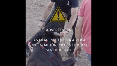 Documentamos una salvaje becerrada en Vinuesa (Soria)