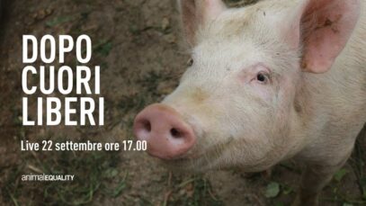 Dopo Cuori Liberi: una live per il futuro degli animali