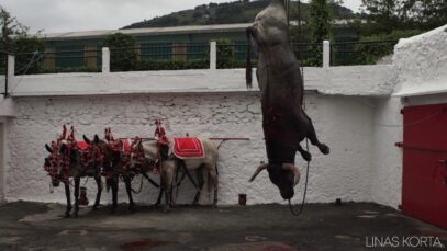 End of a bull in a bullring