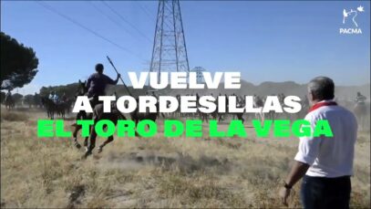 ¡Firma para impedir el regreso del Toro de la Vega!