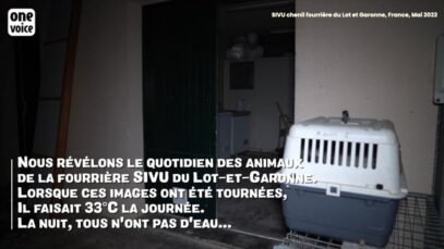 Fourrière SIVU 47 en Lot-et-Garonne où les chats sont des déchets.