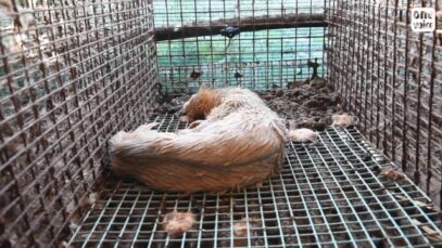 Fur: the worst farm in France and one of the worst in Europe! – Eure-et-Loir