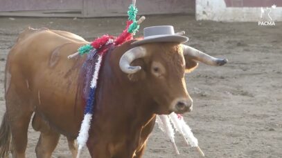 Humillan y ridiculizan a un toro en una corrida en Guadix (Granada)