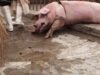 Injured pig in slaughterhouse corral