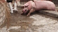 Injured pig in slaughterhouse corral