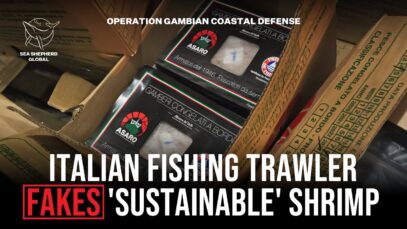 Italian Trawler Arrested in The Gambia with “Sustainably Caught Shrimp” Bound for Europe