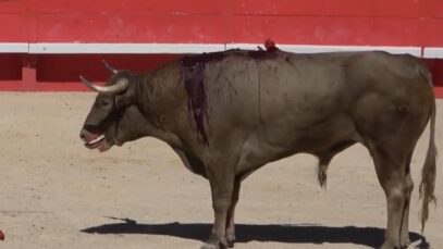 La réalité de la corrida – Féria des Vendanges, Nîmes 2022.