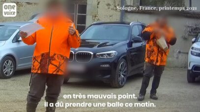 Le petit sanglier blessé s’accrochait à la vie mais…