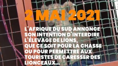 Les lions auront-ils enfin la paix en Afrique du Sud ?