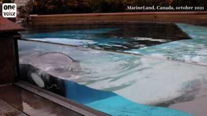 MarineLand, Canada, Kiska se débat… #FreeKiska #StopDelphinarium