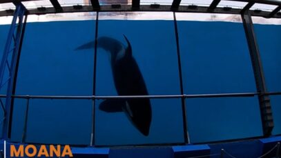 Moana, un jeune orque en piteuse santé au Marineland d’Antibes