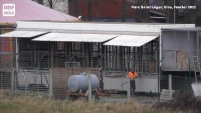 Nouvelle enquête au Parc Saint Léger où les félins sont visibles de la route