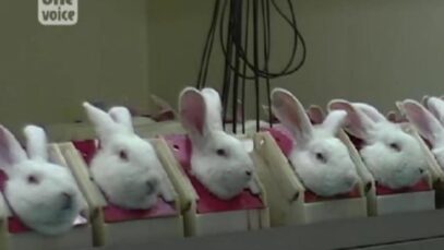 One Voice – Enquête dans un laboratoire : la fièvre des lapins