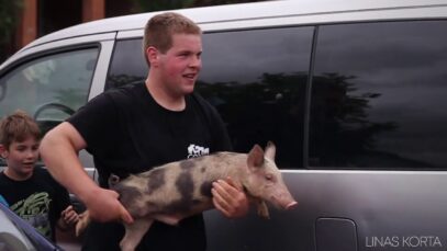 Pig catching