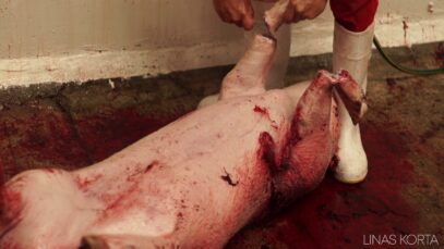 Pig dismembered alive