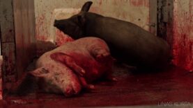 Pig slaughter