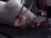 Pig slaughterhouse – Electrocution