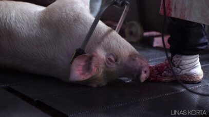 Pig slaughterhouse – Electrocution