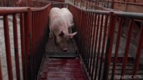 Pigs forced in slaughterhouse