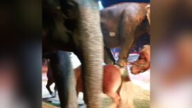 Pour Mina et Kamala, Nöel attendra encore… #CirquesSansAnimaux