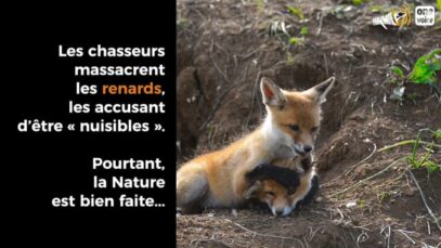 Renards : nuisibles, vraiment ?! 1/2