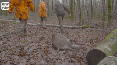 Réponse de One Voice au clip de la Fédération nationale des chasseurs