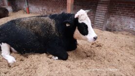 Rundgang durch alle drei Ställe