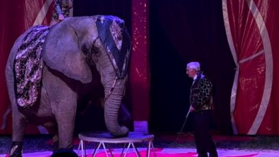 Samba ou la sempiternelle exploitation d’une éléphante de cirque, Goussainville, 20 mars 2022