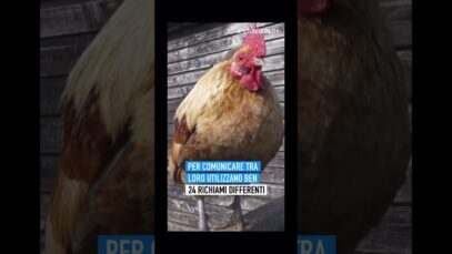 “Sei un pollo” non è un insulto!