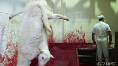 Sheep slaughterhouse