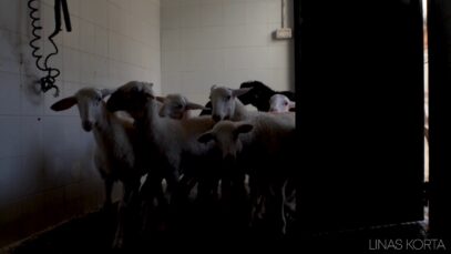 Sheep Slaughterhouses | Mataderos de ovejas (Undercover investigation)