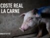 Teaser: El Coste Real de la Carne | Una investigación en la industria porcina española